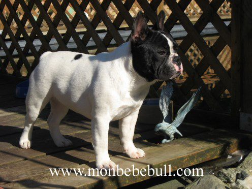 Pied French Bull Dog.jpg